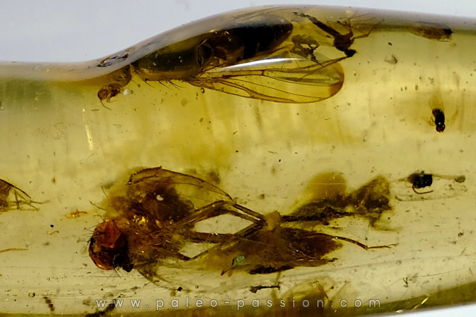 Copal: Diptères dont une Mouche + Coléoptères - Pliocène à holocène - Antsiranana, Madagascar