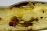 insect: Diptères dont une Mouche + Coléoptères