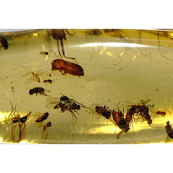 insect: Nombreux petits Diptères + Coléoptère + Araignée
