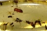 Copal: Nombreux petits Diptères + Coléoptère + Araignée- Pliocène à holocène - Antsiranana, Madagascar