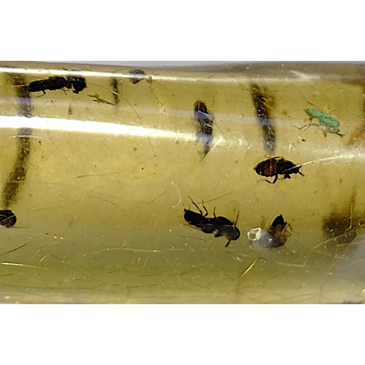 insect: Araignée + nombreux Diptères