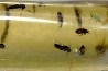 Copal: Araignée + nombreux Diptères - Pliocène à holocène - Antsiranana, Madagascar