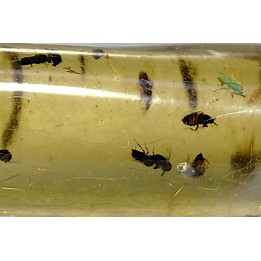 insect: Araignée + nombreux Diptères
