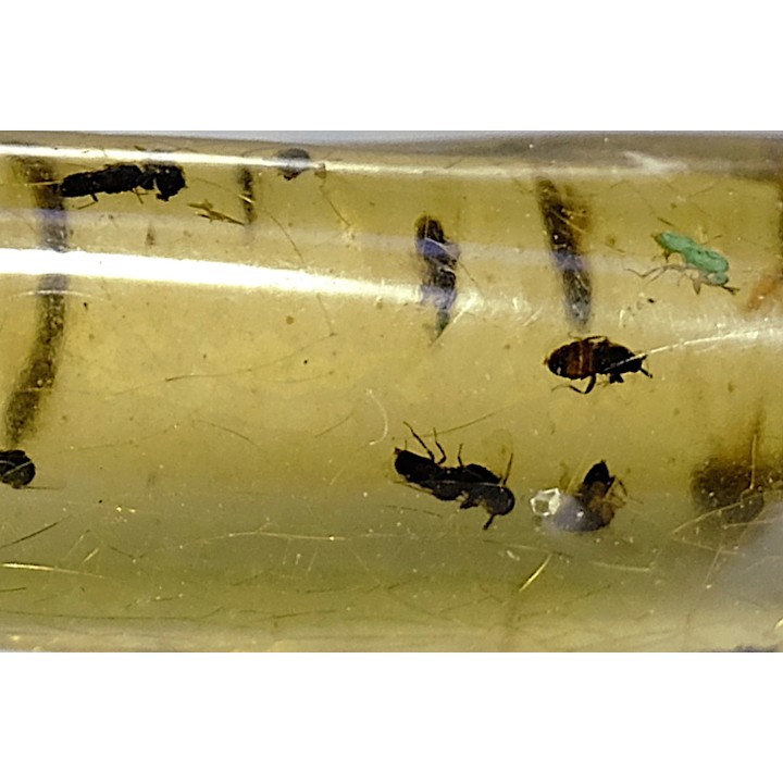 insect: Araignée + nombreux Diptères