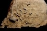 SPIROCERAS ORBYGNYI - Bajocien supérieur - CIRET Mont d'or Lyonnais, FRANCE