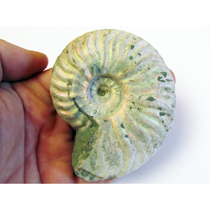 CLEONICERAS TENUICOSTATUM (4)