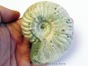 CLEONICERAS TENUICOSTATUM (4)