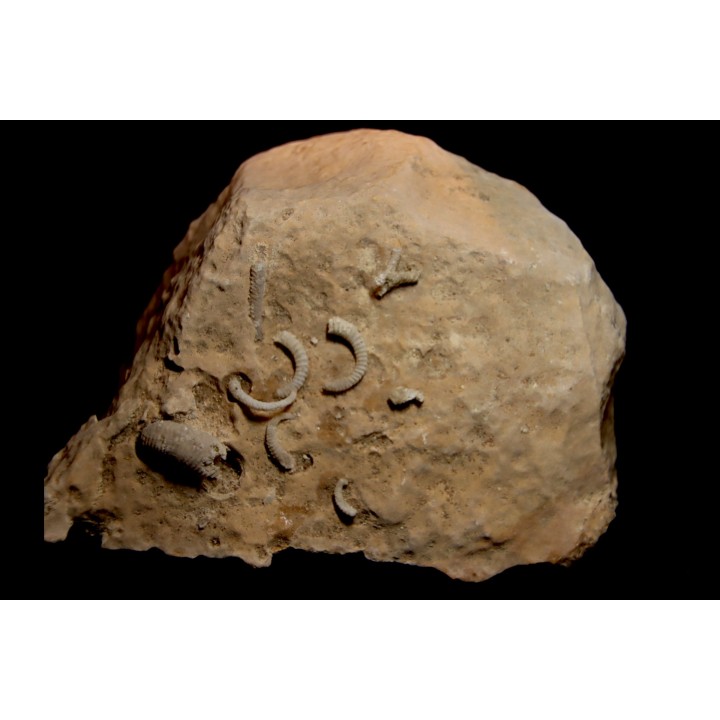 SPIROCERAS ORBYGNYI - Bajocien supérieur - CIRET Mont d'or Lyonnais, FRANCE
