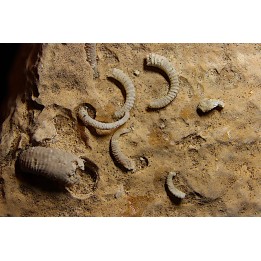 SPIROCERAS ORBYGNYI - Bajocien supérieur - CIRET Mont d'or Lyonnais, FRANCE