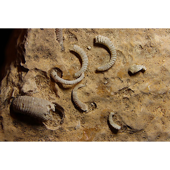 SPIROCERAS ORBYGNYI - Bajocien supérieur - CIRET Mont d'or Lyonnais, FRANCE