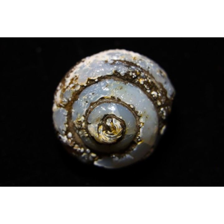 HELIX RAMONDI en lussatite - Miocéne - Dalet, Auvergne, FRANCE