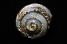 HELIX RAMONDI en lussatite - Miocéne - Dalet, Auvergne, FRANCE