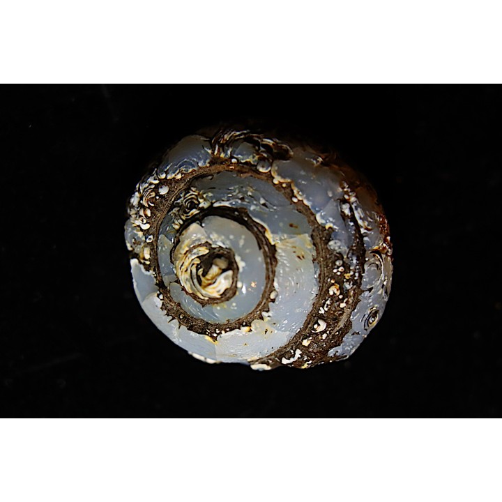 HELIX RAMONDI en lussatite - Miocéne - Dalet, Auvergne, FRANCE