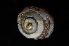 HELIX RAMONDI en lussatite - Miocéne - Dalet, Auvergne, FRANCE