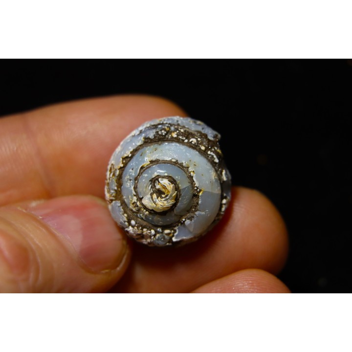 HELIX RAMONDI en lussatite - Miocéne - Dalet, Auvergne, FRANCE