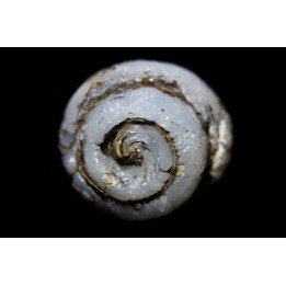 HELIX RAMONDI en OPALE lussatite - Miocéne - Dalet, Auvergne, FRANCE
