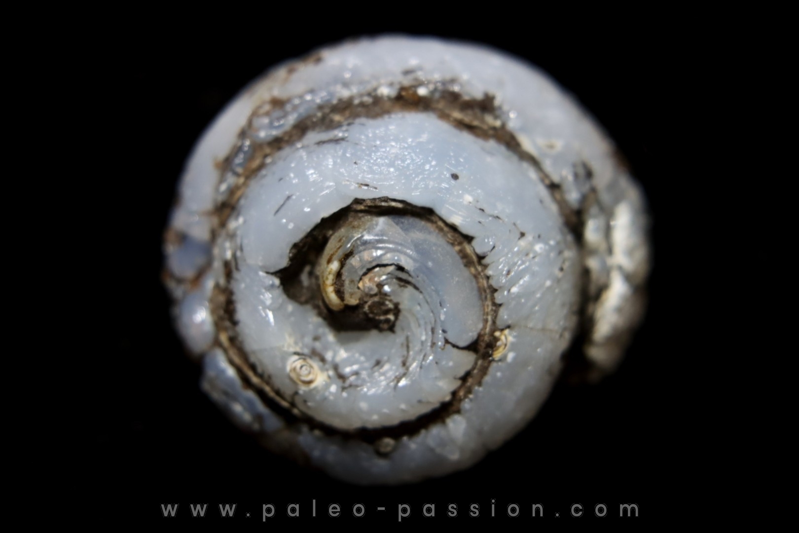 HELIX RAMONDI en OPALE lussatite - Miocéne - Dalet, Auvergne, FRANCE