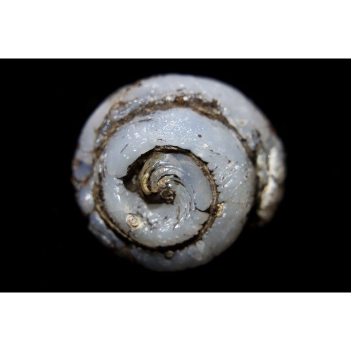 HELIX RAMONDI en OPALE lussatite - Miocéne - Dalet, Auvergne, FRANCE