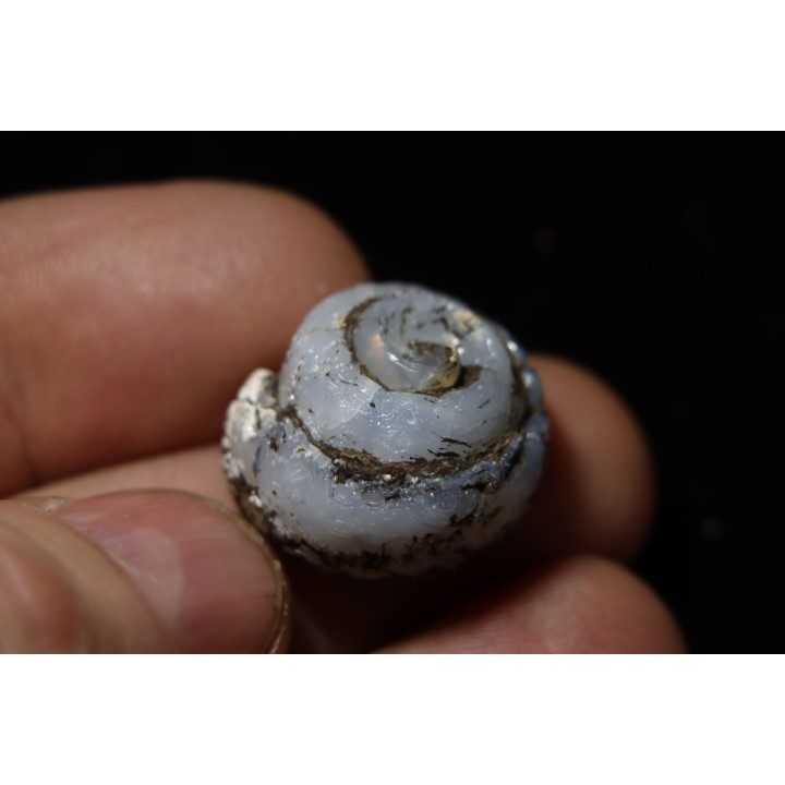 HELIX RAMONDI en OPALE lussatite - Miocéne - Dalet, Auvergne, FRANCE