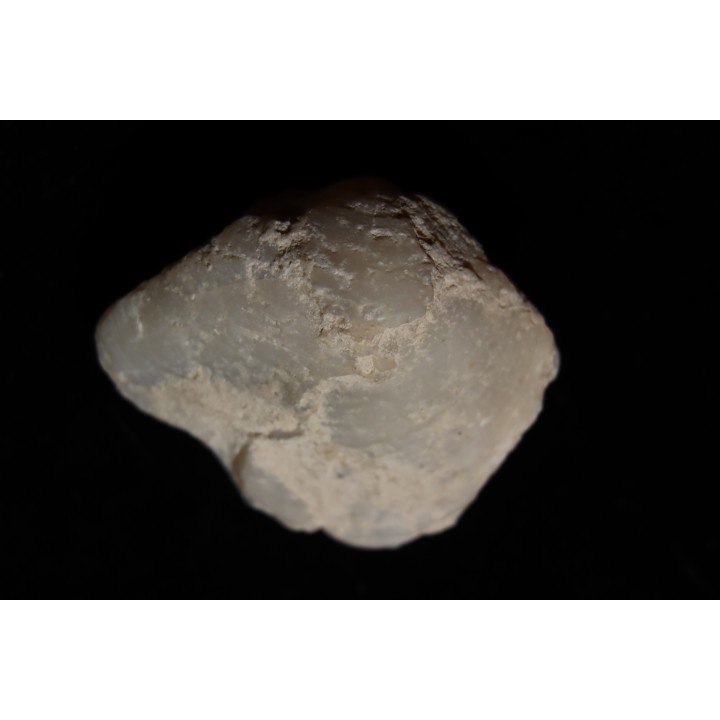 opalized bivalve:  Cyrenopsis australiensis - Aptian - Coober Pedy - Australia