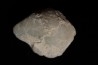 bivalve en opale: Cyrenopsis australiensis - Aptien - Coober Pedy - Australie