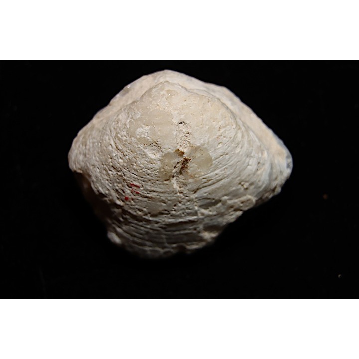 opalized bivalve:  Cyrenopsis australiensis - Aptian - Coober Pedy - Australia