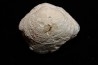 opalized bivalve: Cyrenopsis australiensis - Aptian - Coober Pedy - Australia