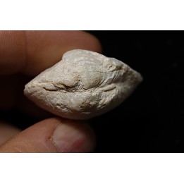opalized bivalve:  Cyrenopsis australiensis - Aptian - Coober Pedy - Australia
