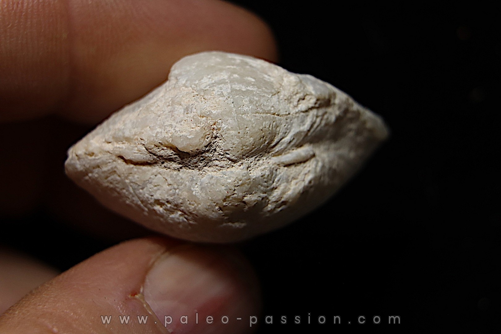 bivalve en opale: Cyrenopsis australiensis - Aptien - Coober Pedy - Australie