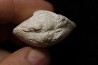 opalized bivalve: Cyrenopsis australiensis - Aptian - Coober Pedy - Australia