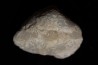 opalized bivalve: Cyrenopsis australiensis - Aptian - Coober Pedy - Australia