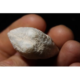 bivalve en opale:  Cyrenopsis australiensis - Aptien - Coober Pedy - Australie