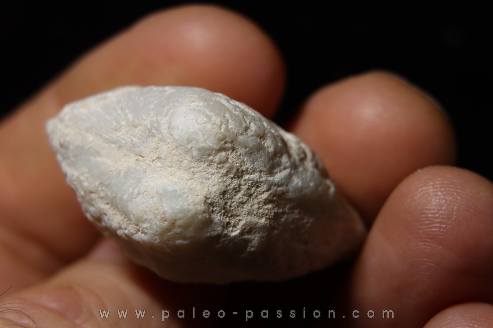 opalized bivalve: Cyrenopsis australiensis - Aptian - Coober Pedy - Australia