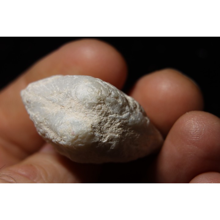 opalized bivalve:  Cyrenopsis australiensis - Aptian - Coober Pedy - Australia