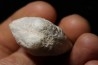 opalized bivalve: Cyrenopsis australiensis - Aptian - Coober Pedy - Australia