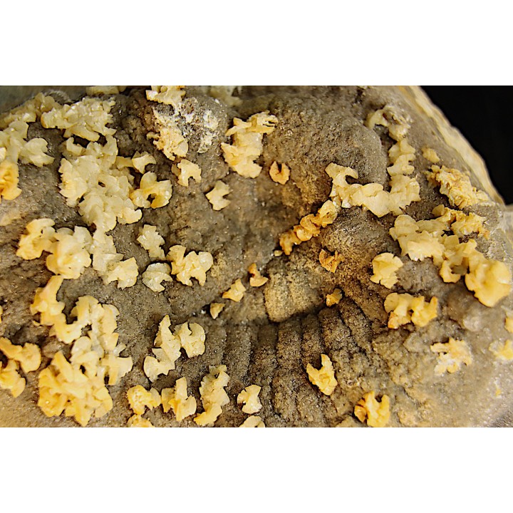 ammonite perisphinctes recouverte de calcite et dolomite en selle  oxfordien - Remusat, Drome, FRANCE