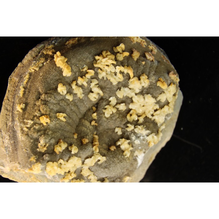 ammonite perisphinctes recouverte de calcite et dolomite en selle  oxfordien - Remusat, Drome, FRANCE