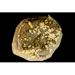 ammonite perisphinctes recouverte de calcite et dolomite en selle  oxfordien - Remusat, Drome, FRANCE
