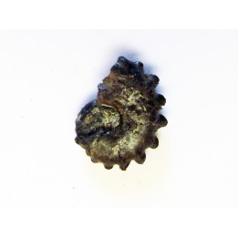CRENICERAS RENGGERI (2)