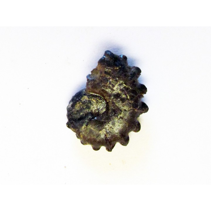 CRENICERAS RENGGERI (2)