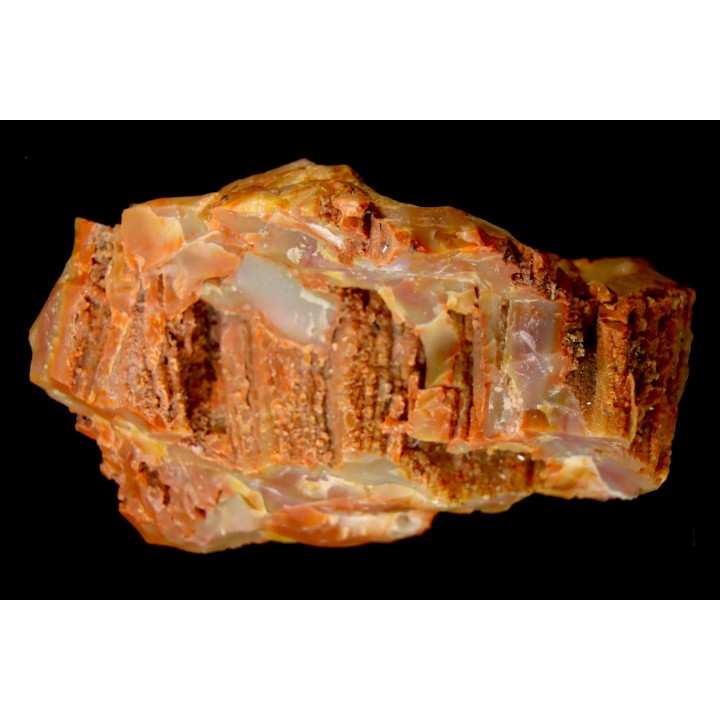 GROUTITE - RAMSDELLITE on fossil wood  ARAUCARIOXYLON  Chinle Formation  Trias  ARIZONA - USA