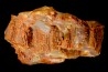 GROUTITE - RAMSDELLITE on fossil wood  ARAUCARIOXYLON  Chinle Formation  Trias  ARIZONA - USA