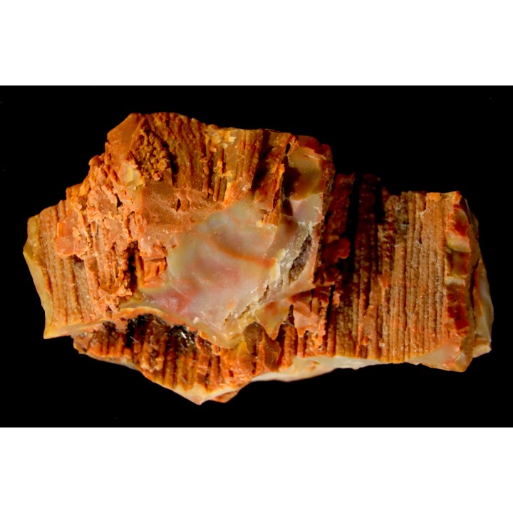 GROUTITE - RAMSDELLITE on fossil wood  ARAUCARIOXYLON  Chinle Formation  Trias  ARIZONA - USA