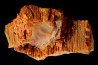 GROUTITE - RAMSDELLITE on fossil wood  ARAUCARIOXYLON  Chinle Formation  Trias  ARIZONA - USA