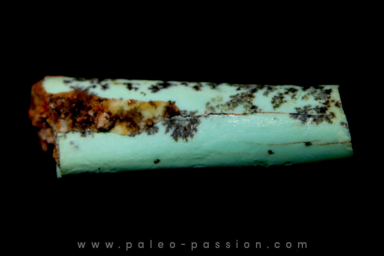 Lot d'os de mammifères pseudomorphosés en TURQUOISE odontolite - pléistocène - Potosi Mountain Nevada, USA