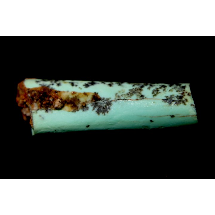 bones set pseudomorphe TURQUOISE odontolite  - pleistocene  Searchlight, Potosi Mountain area, Clark County - Nevada, USA