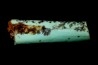 bones set pseudomorphe TURQUOISE odontolite  - pleistocene  Searchlight, Potosi Mountain area, Clark County - Nevada, USA