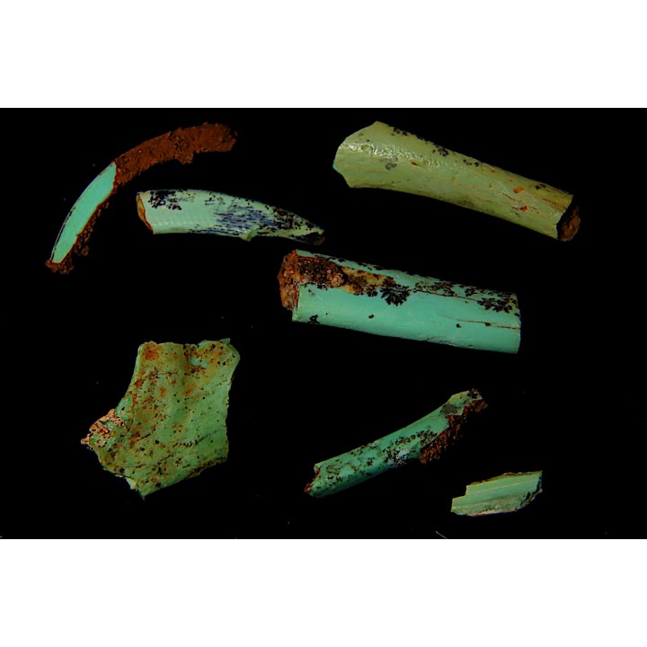 Lot d'os de mammifères pseudomorphosés en TURQUOISE odontolite - pléistocène - Potosi Mountain  Nevada, USA