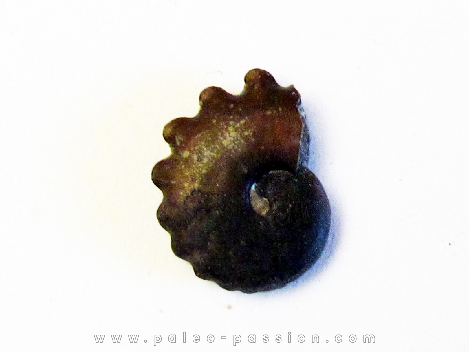 CRENICERAS RENGGERI (3)