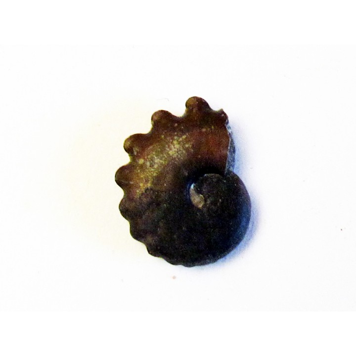 CRENICERAS RENGGERI (1)